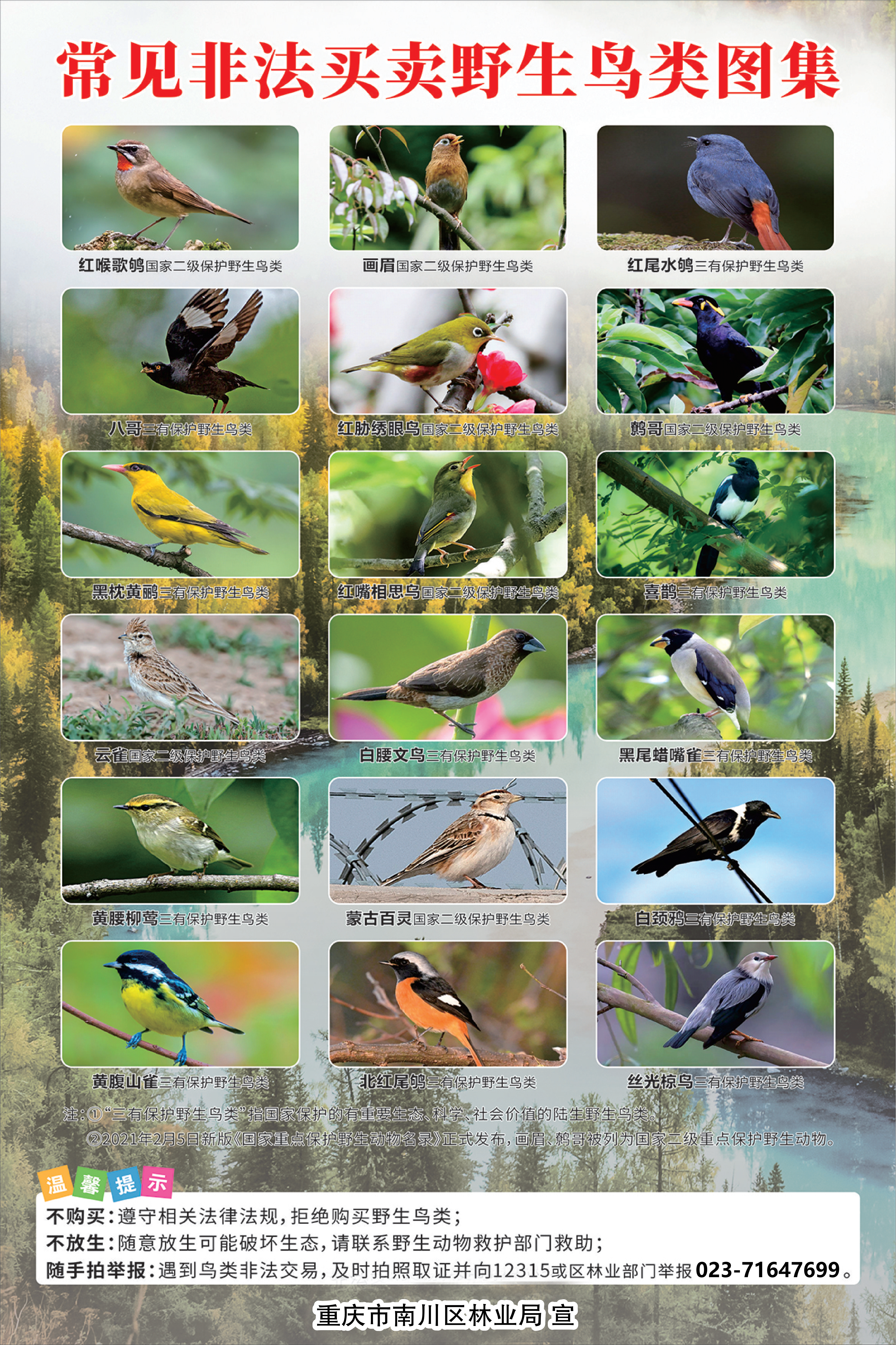 鸟类保护海报_01.png